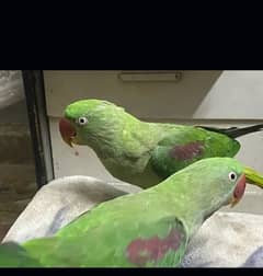 Parrots Pair