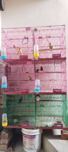 Love Birds +Cage For Sale