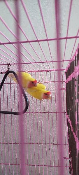 Love Birds +Cage For Sale 1