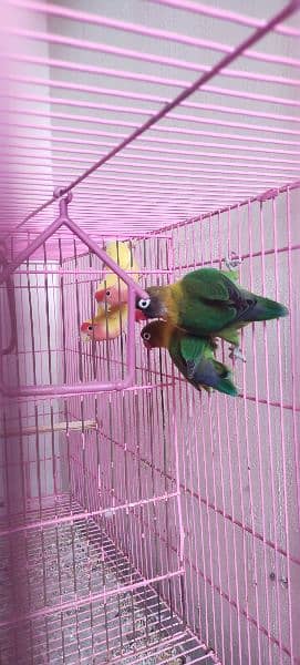 Love Birds +Cage For Sale 6