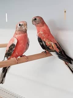 Rosa Bourke / rosa burki parrots pair