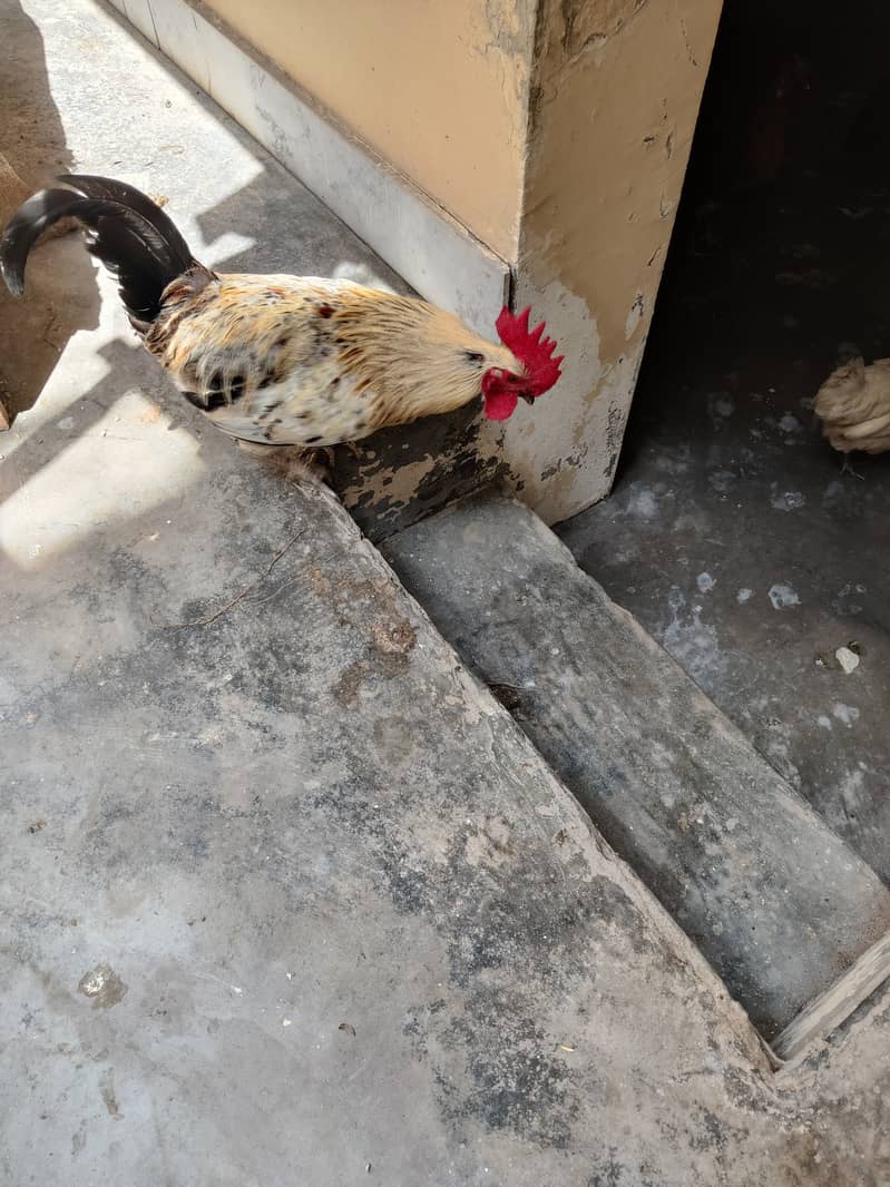 Cock for Sale Urgent 0