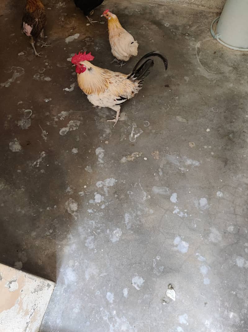 Cock for Sale Urgent 1