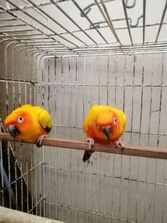 2 FRESH N YOUNG SONE CONURE BIRDS