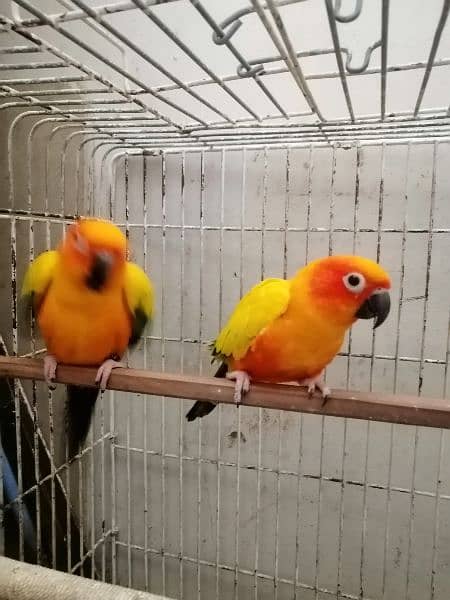 2 FRESH N YOUNG SONE CONURE BIRDS 1