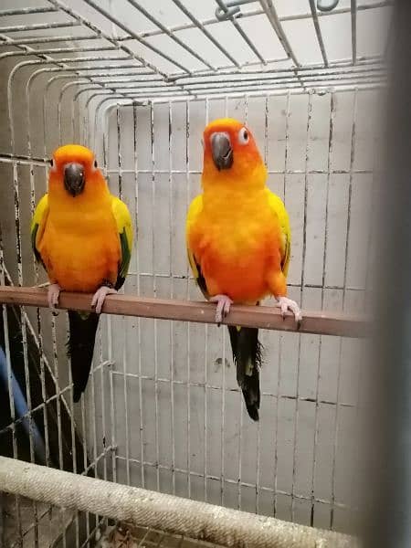 2 FRESH N YOUNG SONE CONURE BIRDS 2