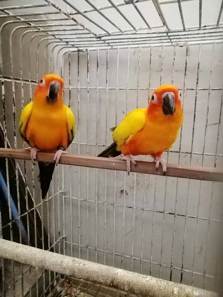 2 FRESH N YOUNG SONE CONURE BIRDS 3