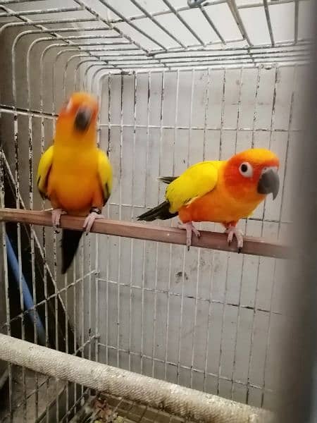 2 FRESH N YOUNG SONE CONURE BIRDS 4