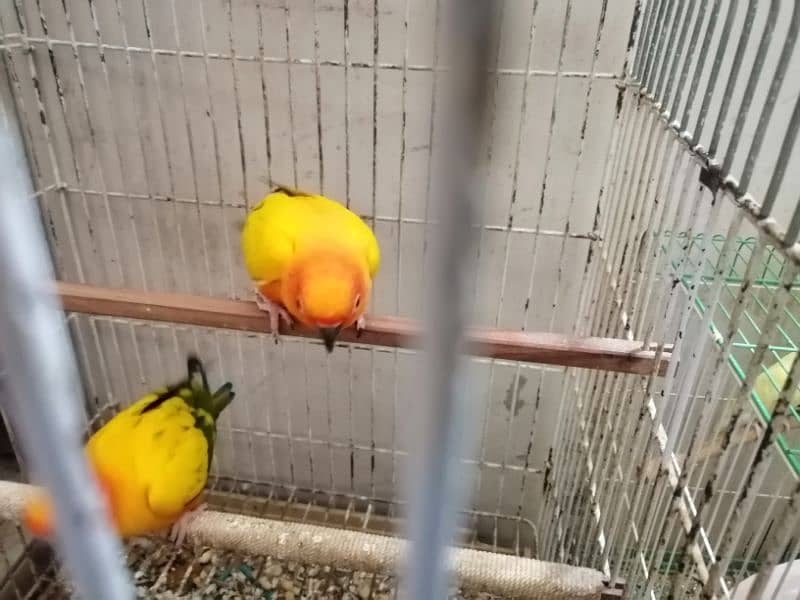 2 FRESH N YOUNG SONE CONURE BIRDS 5