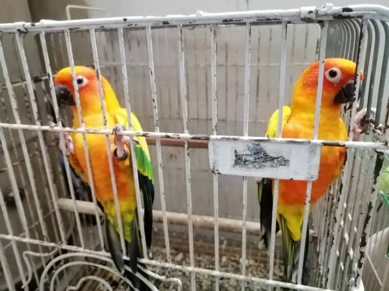 2 FRESH N YOUNG SONE CONURE BIRDS 6