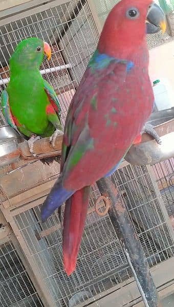 eclectus tamed pair/03156376925 1