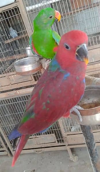 eclectus tamed pair/03156376925 2