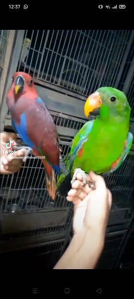 eclectus tamed pair/03156376925 3