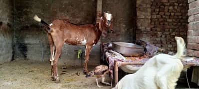 goat / baqri / sath ik path for sale