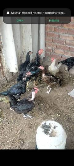 Aseel murgha or egge laying aseel hens for sale