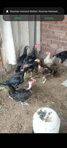 Aseel murgha or egge laying aseel hens for sale 0