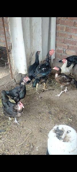 Aseel murgha or egge laying aseel hens for sale 1