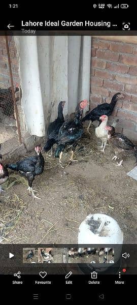 Aseel murgha or egge laying aseel hens for sale 2