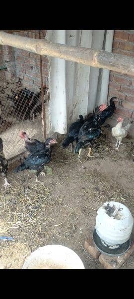 Aseel murgha or egge laying aseel hens for sale 3