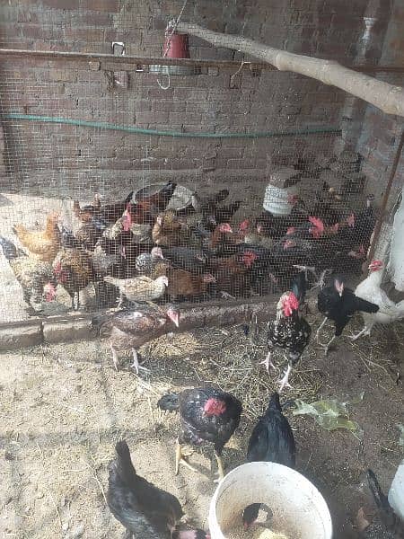 Aseel murgha or egge laying aseel hens for sale 4