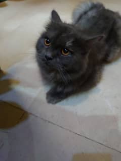 gray tripal coated Persian cat