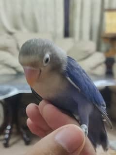 Fully Hand Tame Violet Love Birds