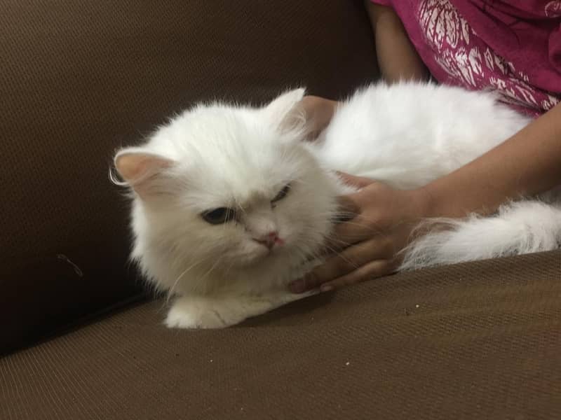 white Persian Cat 1