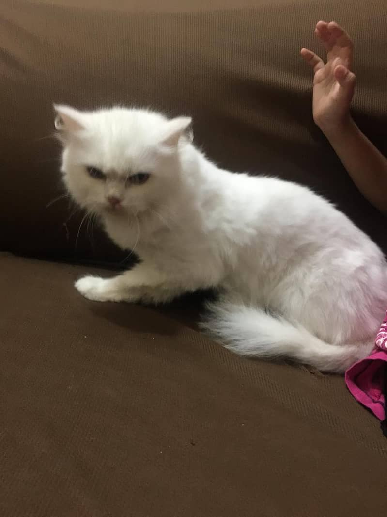 white Persian Cat 2