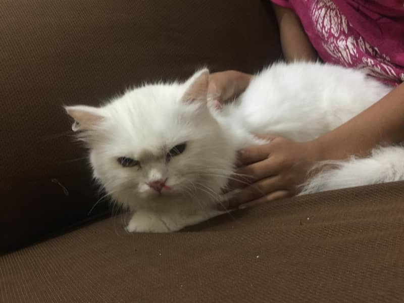 white Persian Cat 3