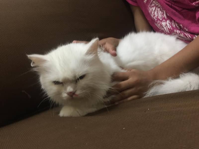 white Persian Cat 4