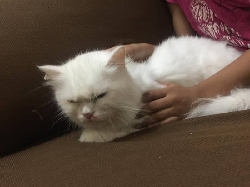 white Persian Cat 5