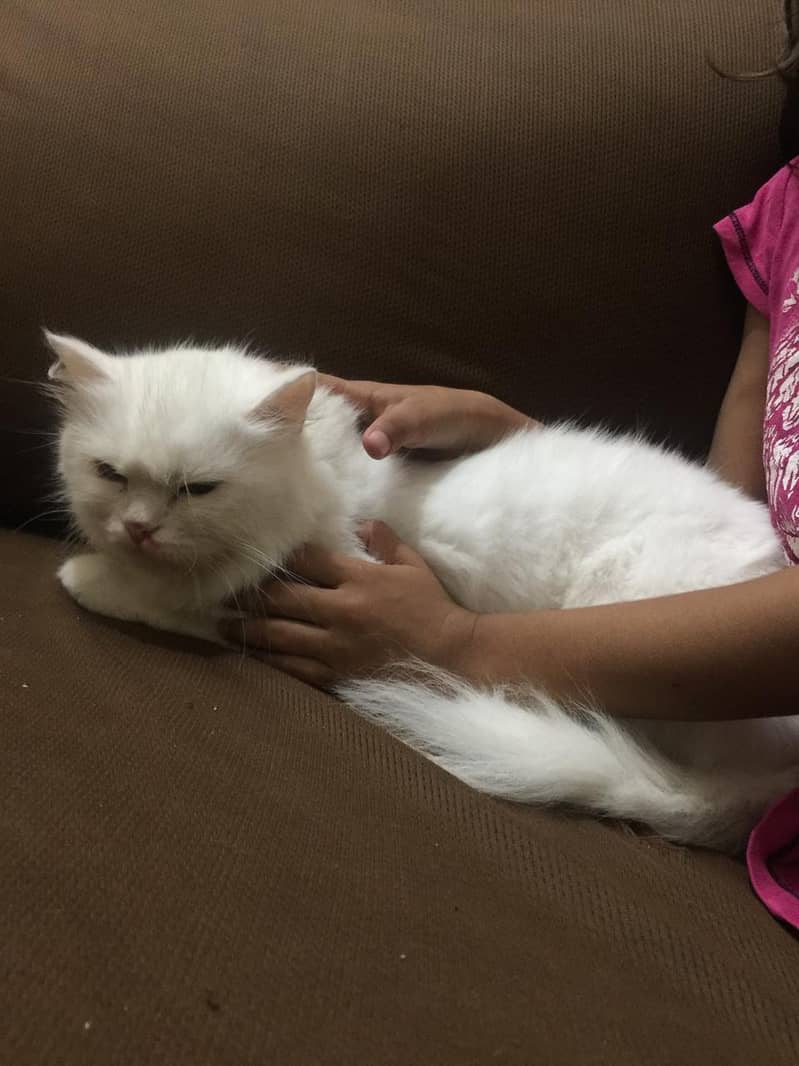 white Persian Cat 7