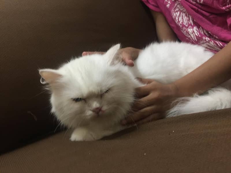 white Persian Cat 8