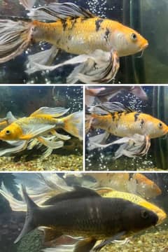 6 fishes of different spiece: butterfly koi ,shubunkin etc