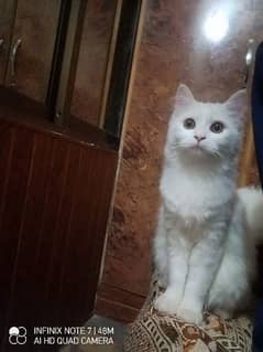 Persian double coat kitten for sale