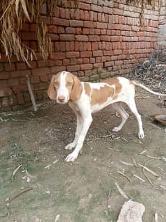 DOG POINTER BREED