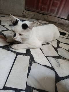 Persian male cat for sale