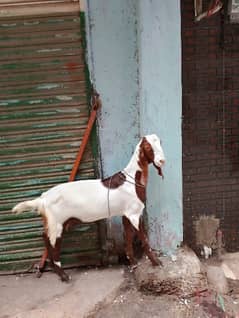 Fimail goat 7 month for sell location keamari kpt ground