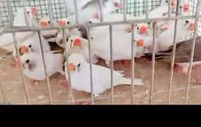 white common finch. 03182857678. wattsapp number he.