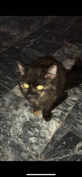 Persian female cat for sale healthy and playing 2