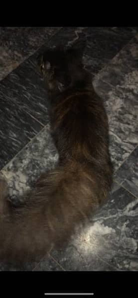 Persian female cat for sale healthy and playing 3