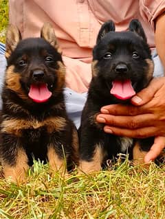 long coat German Shepherd pair heavy Bond structure for sale