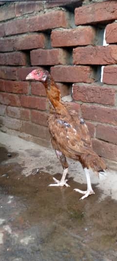 Aseel hen for sale