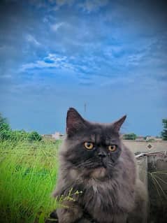 Russian Male Cat Grey Colour