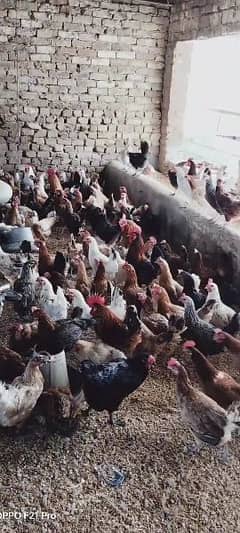 Golden misri / Egg laying / Hens / Murgiya / Hens setup 0