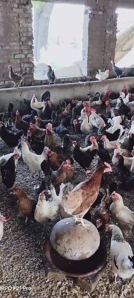 Golden misri / Egg laying / Hens / Murgiya / Hens setup 1