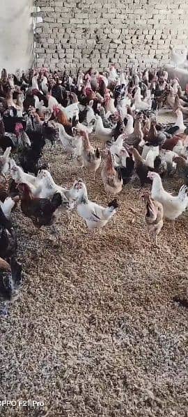 Golden misri / Egg laying / Hens / Murgiya / Hens setup 2