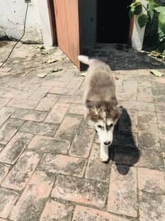 Siberian husky