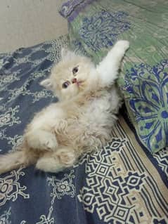 Persian/bcolour imported male kitten available for sale