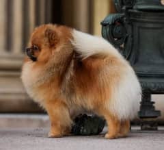 Pomeranian Toypom